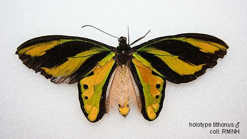 Papua Insects Foundation (Lepidoptera/Papilionidae/Ornithoptera tithonus)